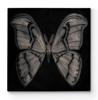 Moth - Obraz na płótnie