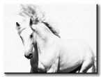 Arabski biały koń na duzym canvasie