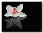 obraz na płótnie z białą orchideą na czarnym tle