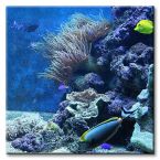 kwadratowy canvas przedstawiający koralowce i kolorowe rybki