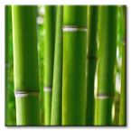 Mały canvas z zielonym lasem bambusowym