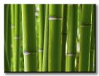Zielony las bambusowy na dużym canvasie
