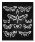 Eleven Moths
