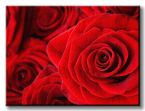 obraz na płótnie o wymiarach 80x60 cm z czerwonymi różami