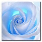 Obraz przedstawiający niebieską różę
