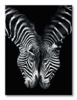 Czarno-biały obraz na płótnie 60x80 przedstawiający przytulone do siebie zebry