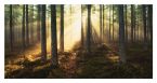 Obraz autorstwa Andreas Stridsberg pod tytułem Sunlight Through Trees wymiary 100x50 cm