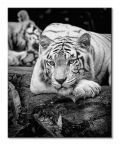 Obraz na płótnie przedstawiający leżącego tygrysa