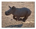 Obraz naścienny przedstawiający nosorożca w biegu