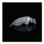 Czarno-biały obraz na płótnie przedstawiający zanurzonego do połowy w wodzie Tygrysa