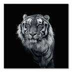 Czarno-biały obraz na płótnie przedstawiający Tygrysa