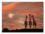 Obraz na płótnie przedstawiający żyrafy o wschodzie księżyca