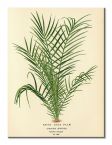 Canvas Spiny Date Palm o wymiarach 30x40 cm