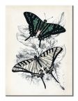 Canvas Butterflies I w rozmiarze 30x40 cm