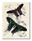 Canvas Butterflies III o wymiarach 30x40 cm
