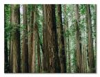 Canvas Crescent Woods 40x30 cm