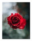 Canvas International Rose Test Garden 30x40 cm