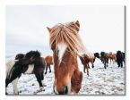 Canvas Icelandic Horse 120x90 cm