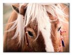 Canvas Switzerland horse 120x90 cm