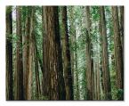Canvas Crescent Woods 40x50 cm