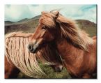 Canvas Horses with mane 50x40 cm