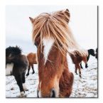 Canvas Icelandic Horse 60x60 cm