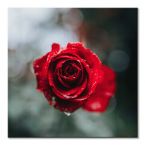 Canvas International Rose Test Garden 60x60 cm