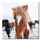 Canvas Icelandic Horse 40x40 cm