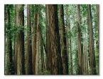 Canvas Crescent Woods 80x60 cm