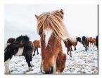 Canvas Icelandic Horse 60x80 cm