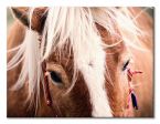 Canvas Switzerland horse 80x60 cm
