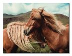 Canvas Horses with mane 80x60 cm
