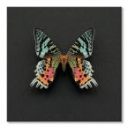 Canvas przedstawiający Madagaskarskiego motyla