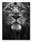 Czarno-biały canvas z lwem