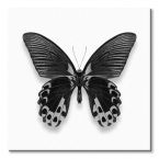 Canvas z czarnym motylem na białym tle