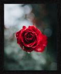 Plakat z czerwoną różą Lush Rose