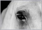 Czarno-biały Plakat z okiem konia w srebrnej ramce