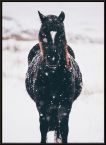 Plakat z czarnym koniem w śniegu