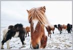 Plakat z islandzkimi końmi w srebrnej ramie