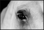 Czarno-biały poster z koniem Black Eye 91,5x61 cm