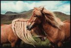 Poster Horses with mane w czarnej ramie 91,5x61 cm