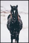Plakat z koniem w śniegu 61x91,5 cm