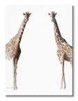 Obraz na płótnie przedstawiający Stojące żyrafy namalowany przez Aimee Del Valle