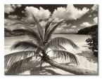 Czarno-biały canvas Still Growing to the Sun z widokiem plaży