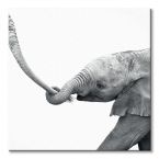Canvas ze Słoniem
