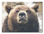 Obraz na płótnie z niedźwiedziem brunatnym