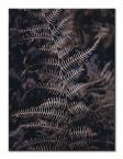 Botaniczny canvas Liść Paproci