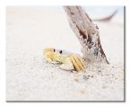 Obraz krab na piasku