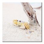 Canvas z małym krabem na piasku