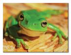 Canvas z zieloną żabą